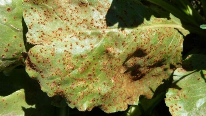 Beet Rust